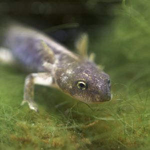 Kaiser's spotted newt tadpole