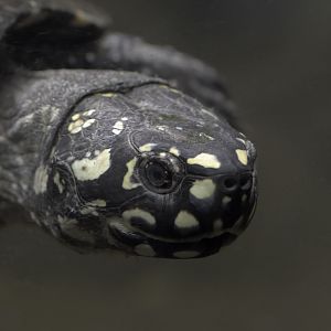 Spotted pond turtle