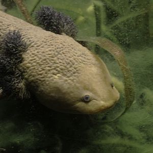 Lake Pátzcuaro salamander