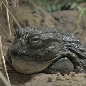 African bullfrog