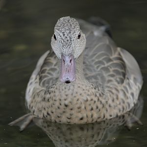 Bernier's teal