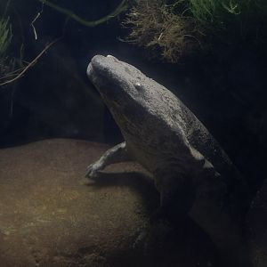 Chinese giant salamander