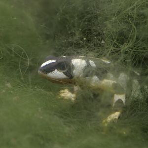 Kaiser's spotted newt