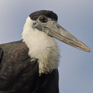 Asian woolly-necked stork