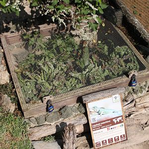 Green spiny lizard (Sceloporus malachiticus) summer exhibit