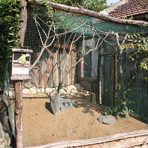 Budgerigar aviary