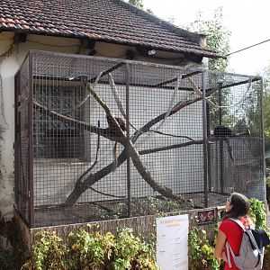 Black lemur exhibit