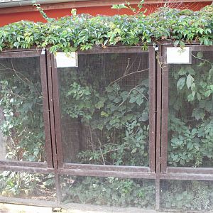 Chameleon summer exhibits