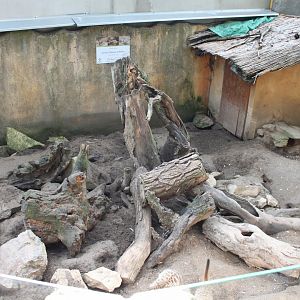 Meerkat exhibit