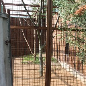 Collared brown lemur outdoor exhibit