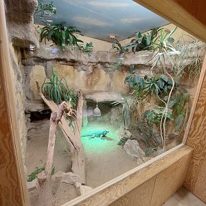 Blue iguana (Cyclura lewisi) exhibit