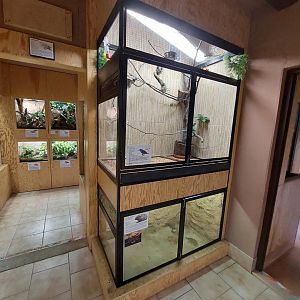 Red-legged honeycreeper exhibit