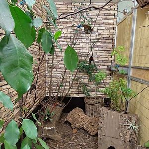 Birds + armadillo exhibit