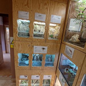 Invertebrates terrariums