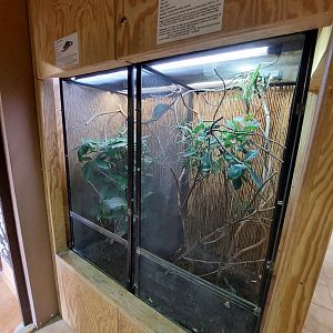 Chameleon's exhibits