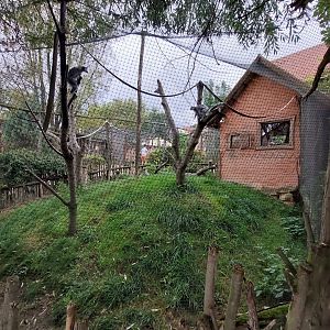 Ring-tailed lemur exhibit