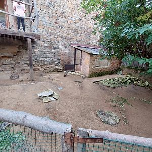 Chacoan mara exhibit
