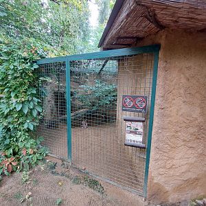 Caracal exhibit - part 1