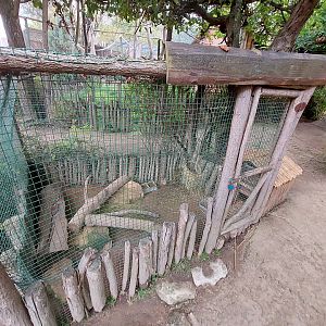 Wild guinea pig exhibit