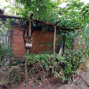 Malagasy giant chameleon summer exhibit
