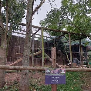 Eurasian lynx enclosure