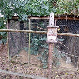 Tawny owl aviary
