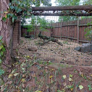 Corsac fox exhibit