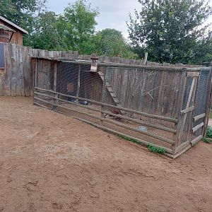 Domestic species area - Chicken aviary
