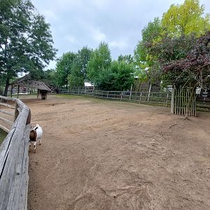 Domestic area - goat, sheep, alpaca exhibit