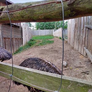 Emu exhibit