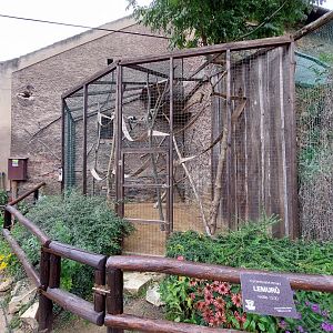 Black-and-white ruffed lemur