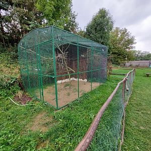 Monk parakeet aviary