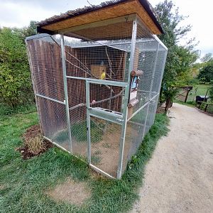 Rose-ringed parakeet aviary