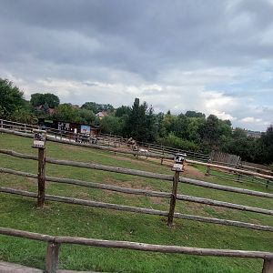Bactrian camel + pony exhibit