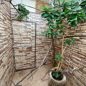 Blue-breasted kingfisher exhibit