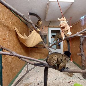 Collared brown lemur indoor exhibit
