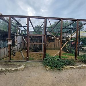 Northern talapoin and Common brown lemur exhibits