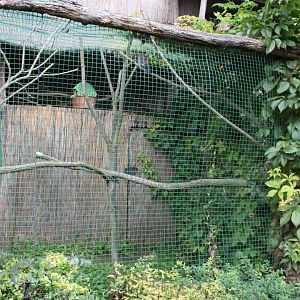 American kestrel aviary