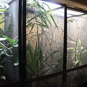 Elliot's groove-throated chameleon exhibits