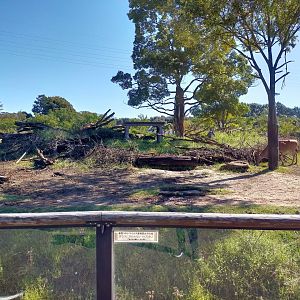 Cheetah area in african savanna exhibit