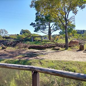 Cheetah area and eland in african savanna exhibit
