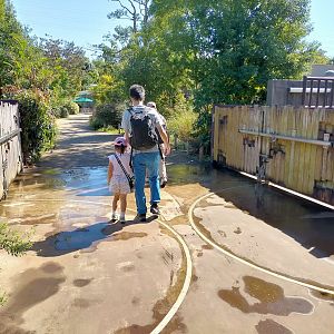 Passage for black rhino from night area to exhibit