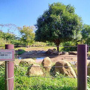 Black rhino exhibit