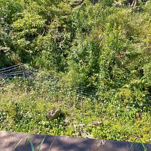 Weirdly unnecessary wiring in chimpanzee exhibit