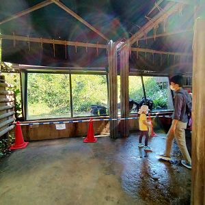 Chimpanzee viewing area