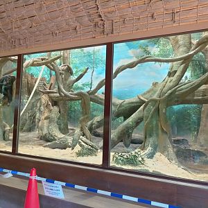 Indoor chimpanzee exhibit