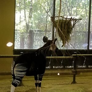 Okapi
