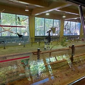Indoor okapi exhibit