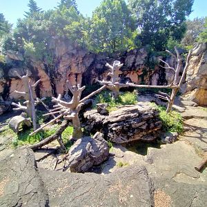 Spectacled bear exhibit