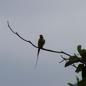 Long-tailed Parakeet (Psittacula longicauda)